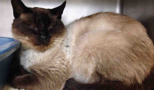 Marcus, a male, chocolate point and beige Domestic Short Hair