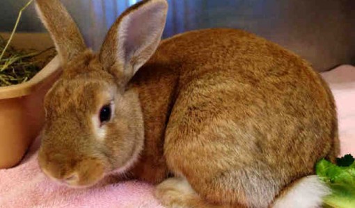 Monty, a male, red and white Shorthaired Rabbit