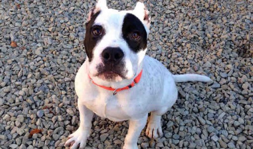 Nicky, a male, white and black American Staffordshire Terrier mix