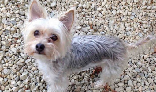Peaches, female, silver and tan Yorkshire Terrier and Maltese
