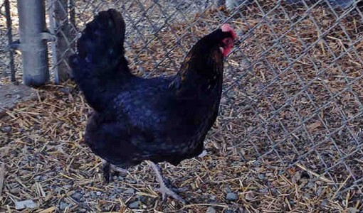 Rhonda, a female, black and red Chicken