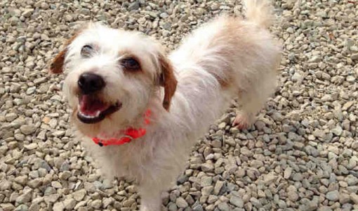 Sherman, a male, red and white Terrier mix
