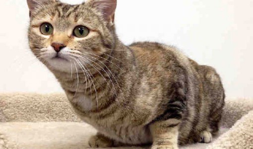 Lovebug, a female, dilute and brown tabby Domestic Shorthair