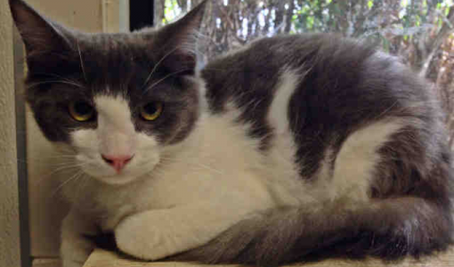 Marshall, a male, gray and white Domestic Medium Hair