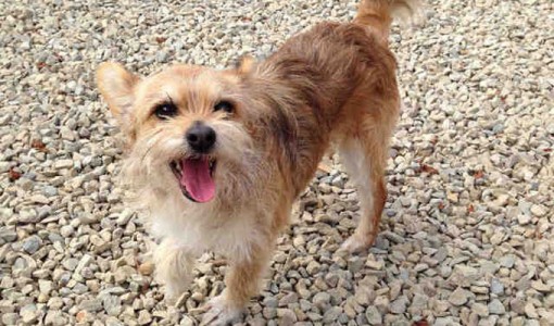 Ollie, a male, tan and white Terrier mix