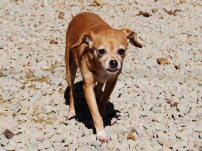 Carmen, a female, tan Chihuahua - Smooth Coated.