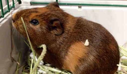 Jesse - Adoptable Rodent - a neutered male, red Guinea pig