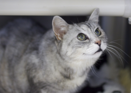 Tommy Girl, a female, white and gray tabby Domestic Short Hair