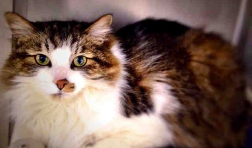 Koda - Adoptable Cat - female, gray tabby and white Domestic Mediumhair