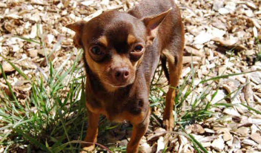 Peewee, a male, brown and tan Chihuahua - Smooth Coated