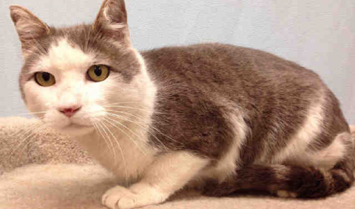 Rufus, a male, white and gray Domestic Shorthair