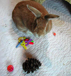 Buckaroo with some rabbit toys