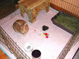 House Rabbit Habitat. Use an old blanket or rug under the exercise-pen. This protects your floor, and can be easily washed and gives your bunny a soft place to play.