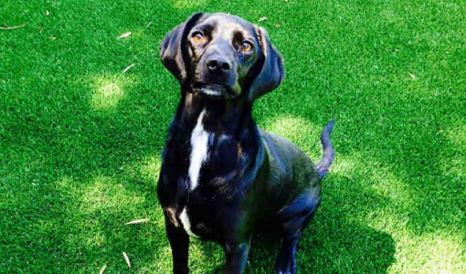 Buddy - Adoptable Dog - male, black and white Labrador Retriever and Beagle