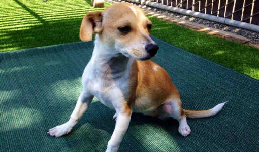 Mandy, a female, tan and white Chihuahua - Smooth Coated mix