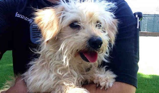 Poppy, a female, tan and white Havanese mix