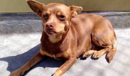 Ruby - Adoptable Dog - female, red and tan Chihuahua - Smooth Coated mix