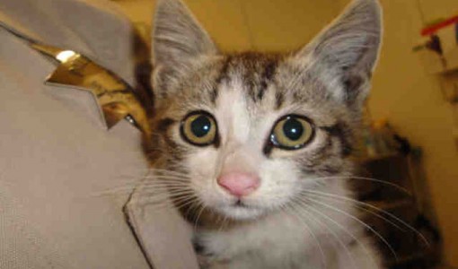 Sonic-M, a male, gray tabby and white Domestic Shorthair