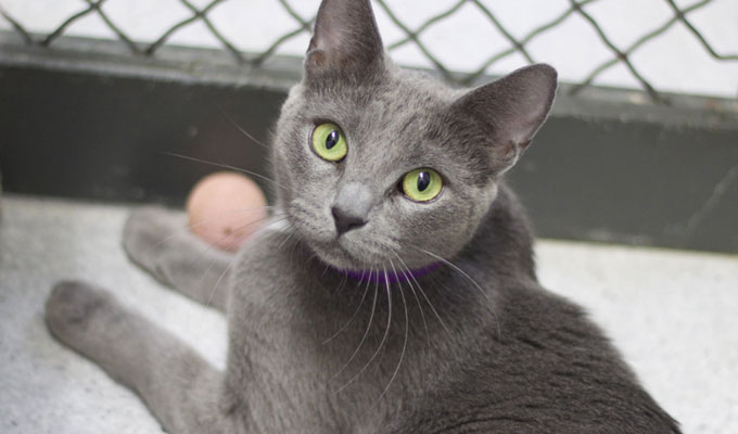 domestic shorthair grey