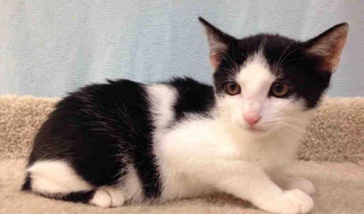 Checkers, a male, black and white Domestic Shorthair