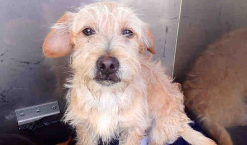 Eugene, a male, tan and cream Jack (Parson) Russell Terrier mix