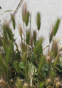 Foxtails grow against a wall