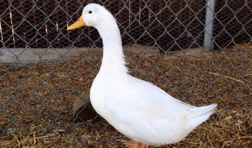 Ludwig, a white Peking Duck.