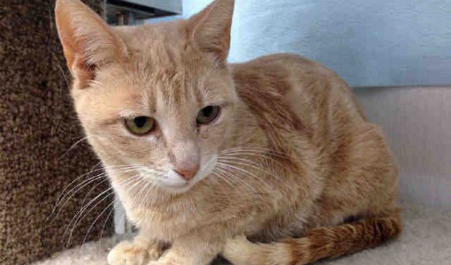 Samantha - Adoptable Cat - female, orange tabby and dilute Domestic Shorthair