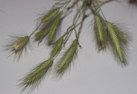 cluster of foxtails