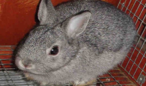 Lint - Adoptable Bunny - male, silver and buff Dwarf Hotot.