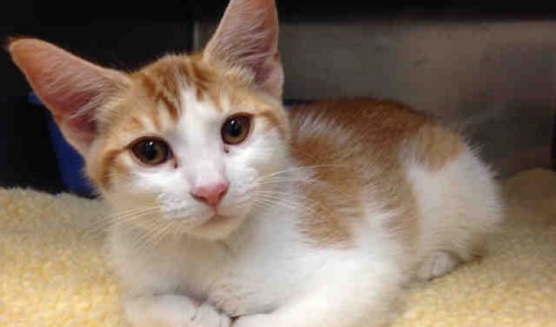 Peaches - Adoptable Cat - female, orange tabby and white Domestic Shorthair