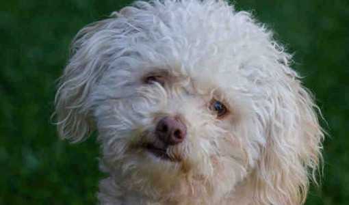 Ryder - Adoptable Dog - neutered male, white Bichon Frise and Poodle