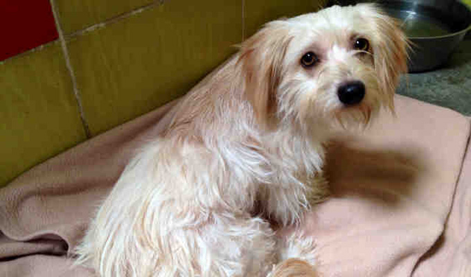 White and tan best sale terrier