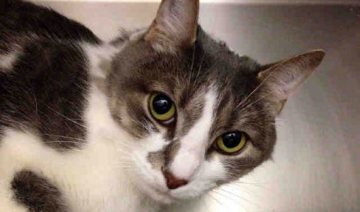 Toto, a female, gray and white Domestic Shorthair
