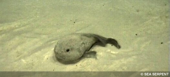 On Blobfish (Commenting Guidelines)