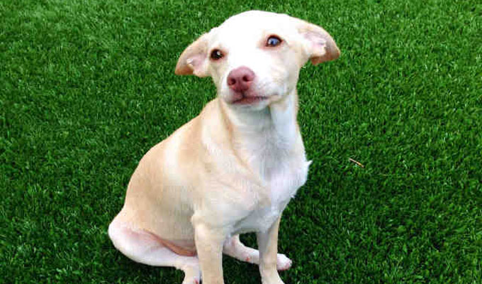 yellow jack russell terrier