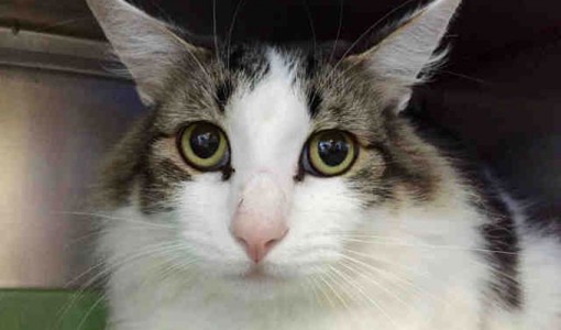 Bentley - Adoptable Cat - male, white and brown tabby Domestic Mediumhair