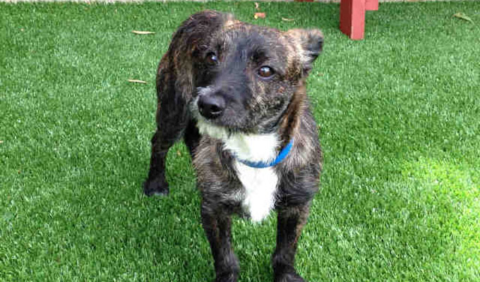 patterdale terrier brindle