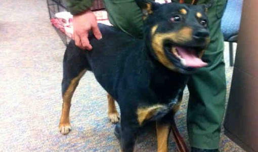 Hank - Adoptable Dog - male, black and tan Australian Cattle Dog mix