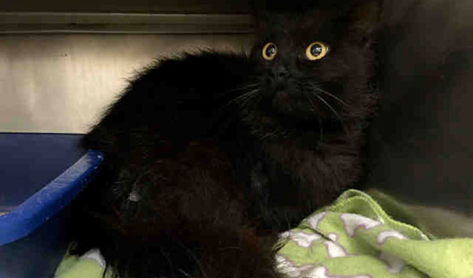 black domestic long hair