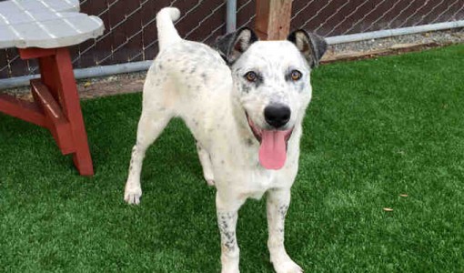 Gandalf - Adoptable Dog - male, white and gray Australian Cattle Dog mix
