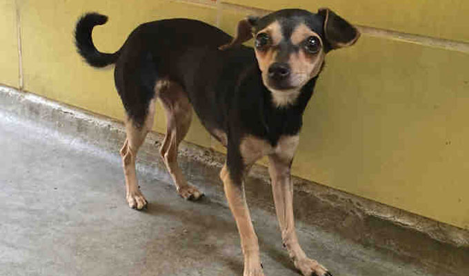 black and tan chihuahua mix