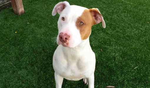 Dougie - Adoptable Dog - male, white and red Pit Bull Terrier mix