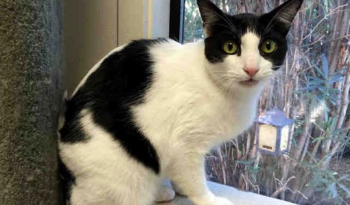 Pinto - Adoptable Cat - male, white and black Domestic Shorthair