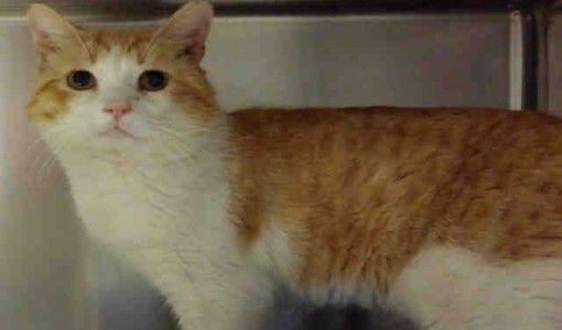 Pierce - Adoptable Cat - male, orange tabby and white Domestic Shorthair