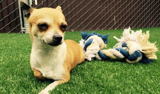Uno - Adoptable Dog - male, tan and white Chihuahua