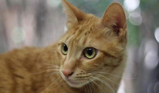 Lala - Adoptable Cat - female, orange tabby Domestic Shorthair