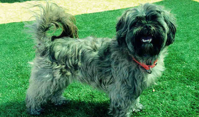 gray shih tzu