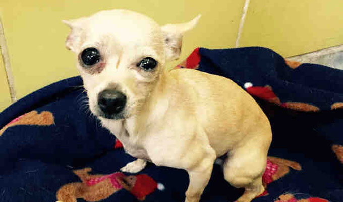 Tinkerbell – Adoptable Dog –  female, tan Chihuahua