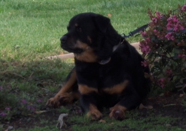 Rocky under tree